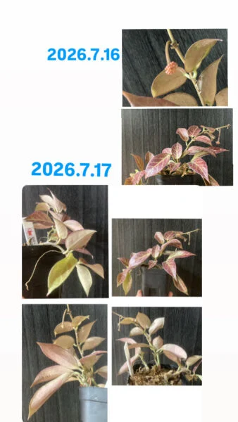 ホヤ オブスクラ ②