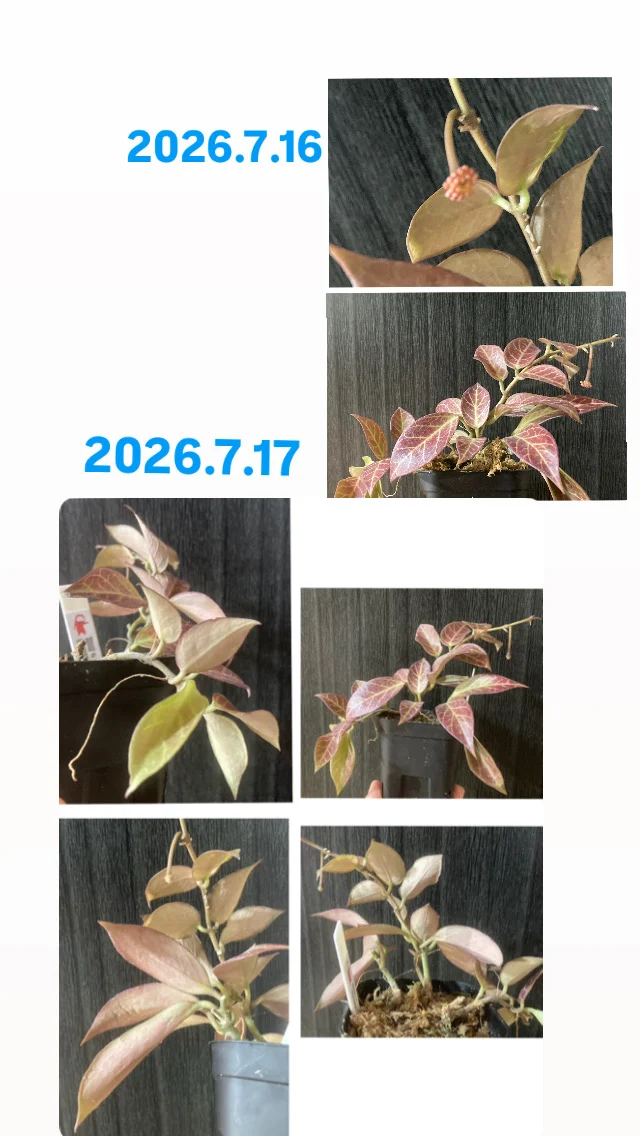ホヤ オブスクラ ②