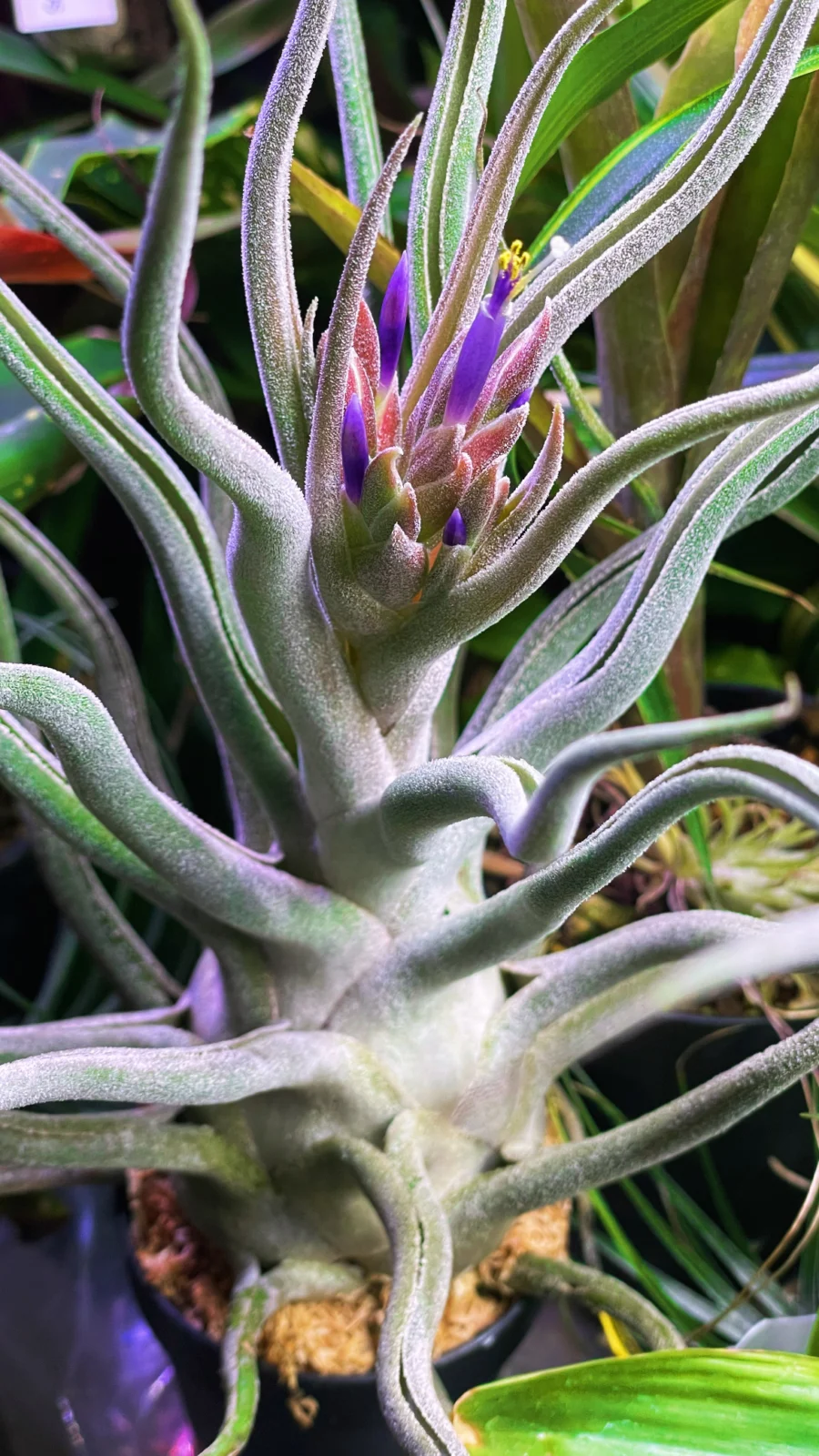 ティランジア　ティーワイ