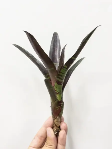 ネオレゲリア オカピ