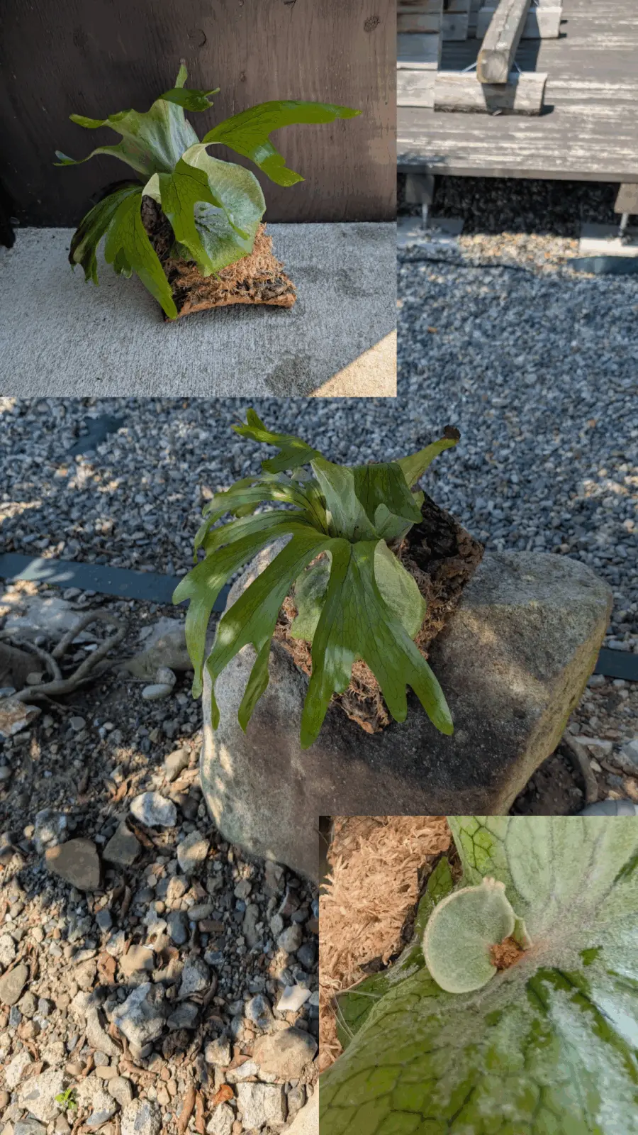 ビカクシダ/スパーバム