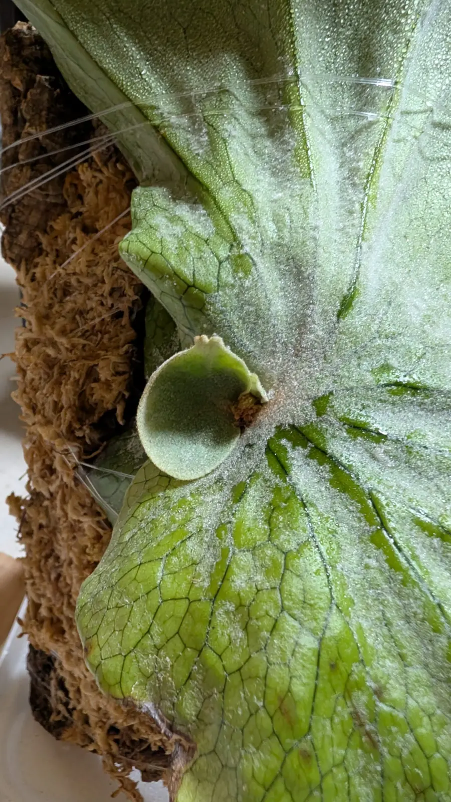 ビカクシダ / スパーバム