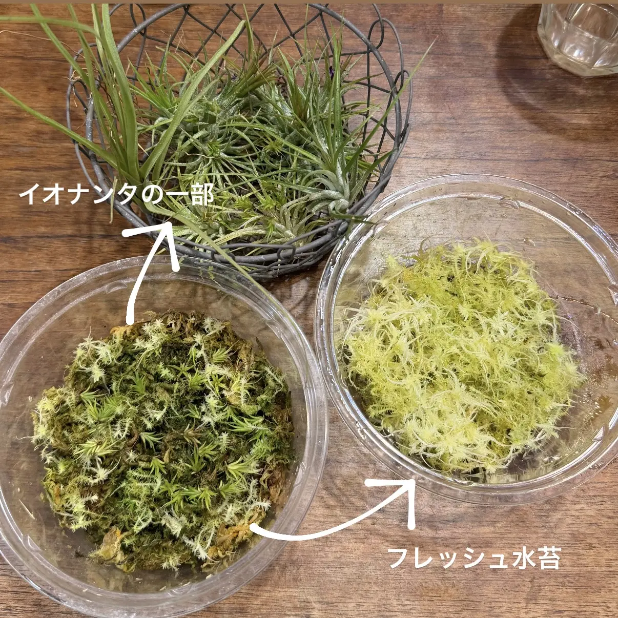 ティランジア イオナンタ 播種 ⑤