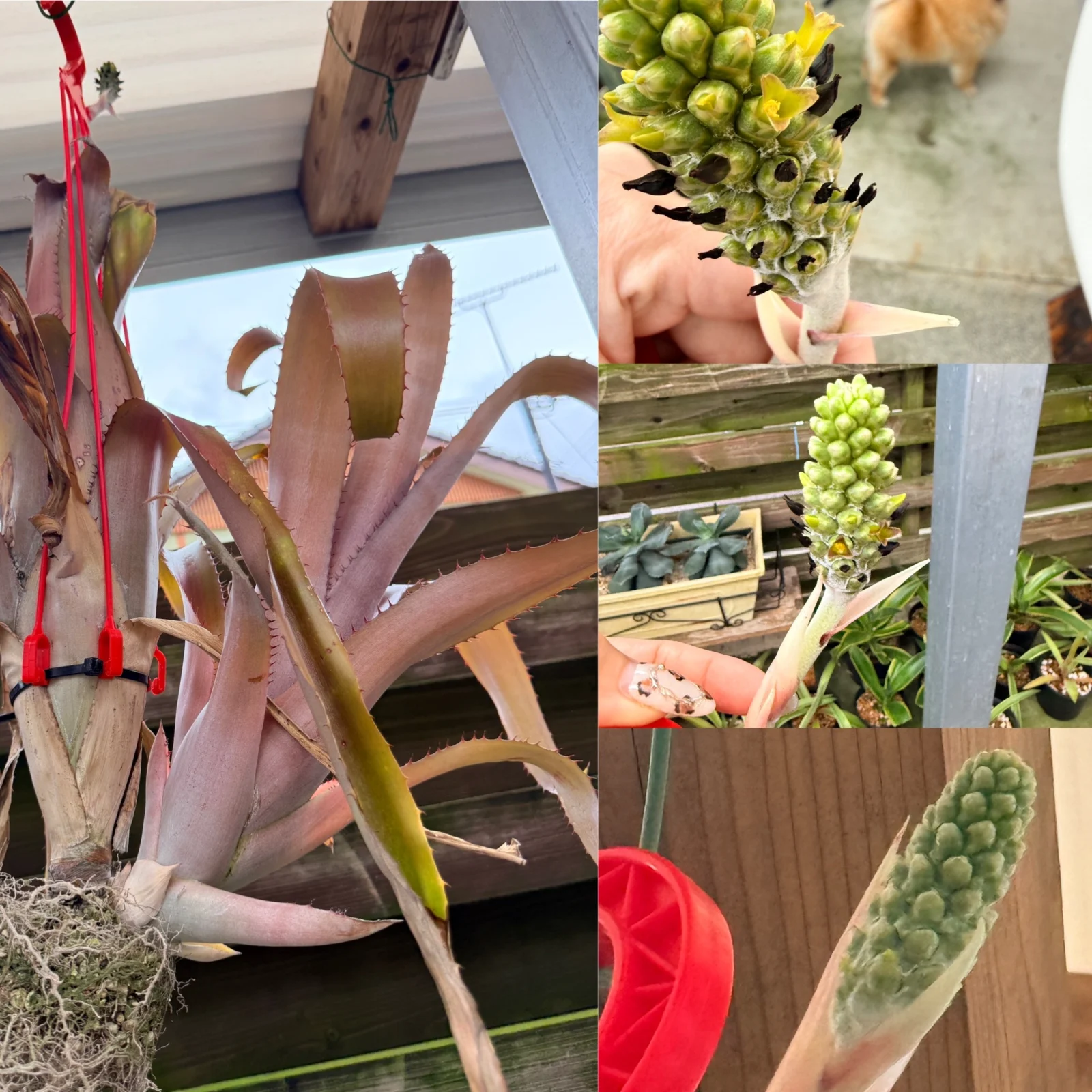 タンクブロメリア　品種不明