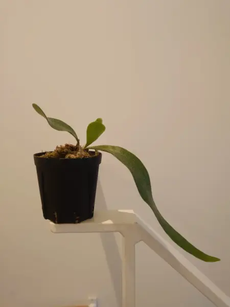 ビカクシダ　子宝