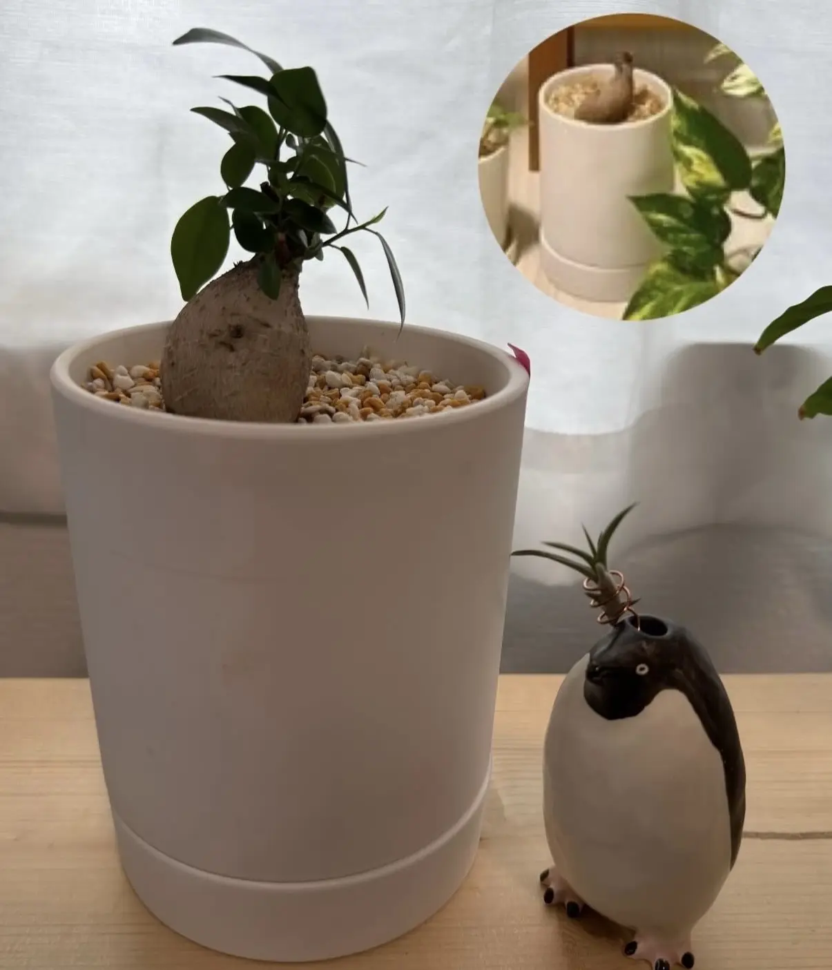 ガジュマル 丸坊主　剪定