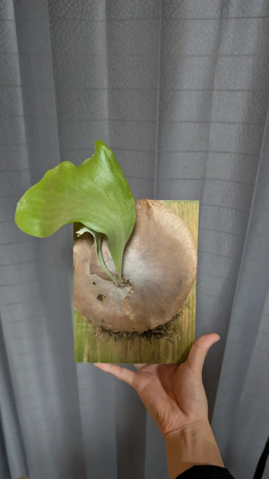 ビカクシダ　広葉ｘブルーミー