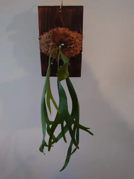 ビカクシダ　札落ち