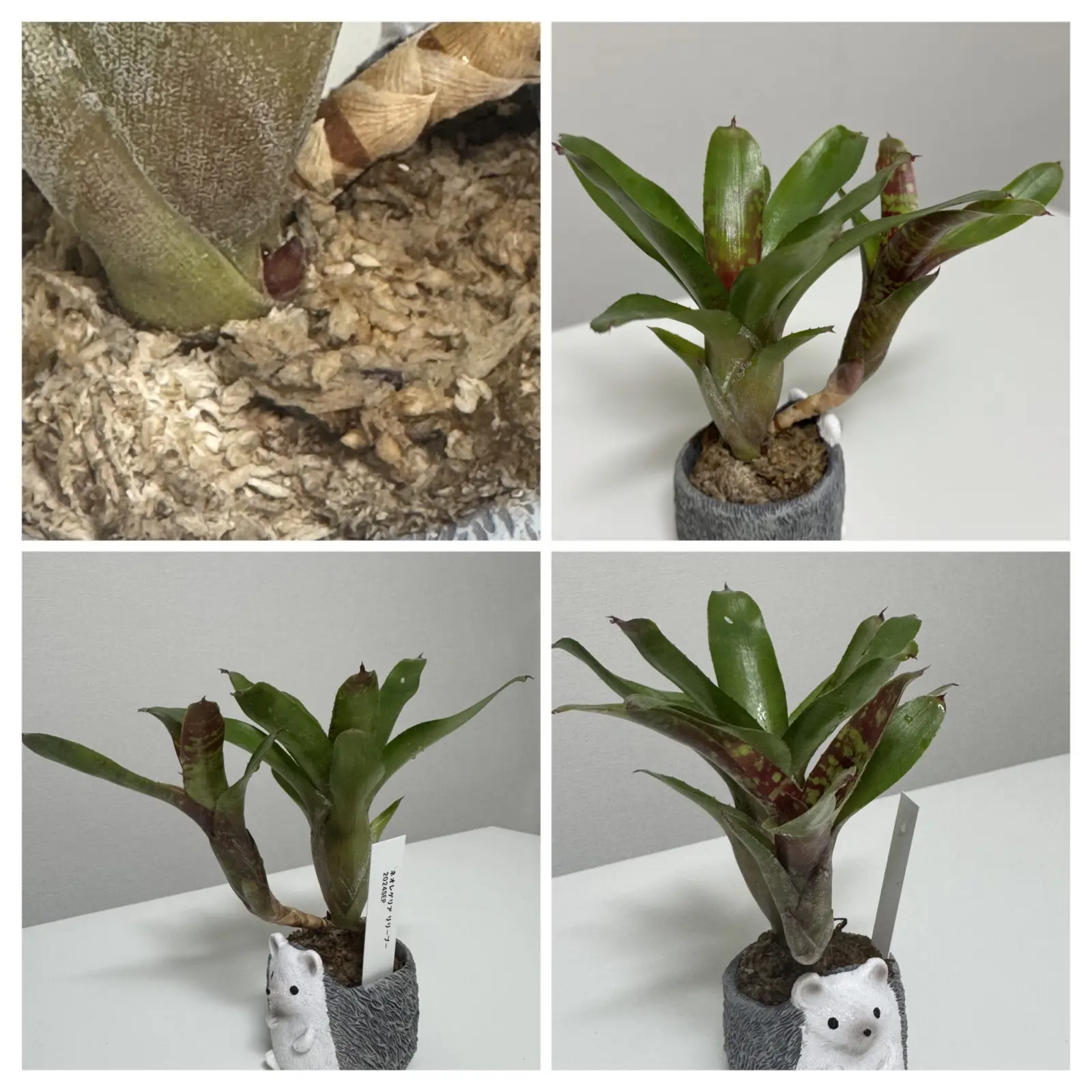 ネオレゲリア リリープー