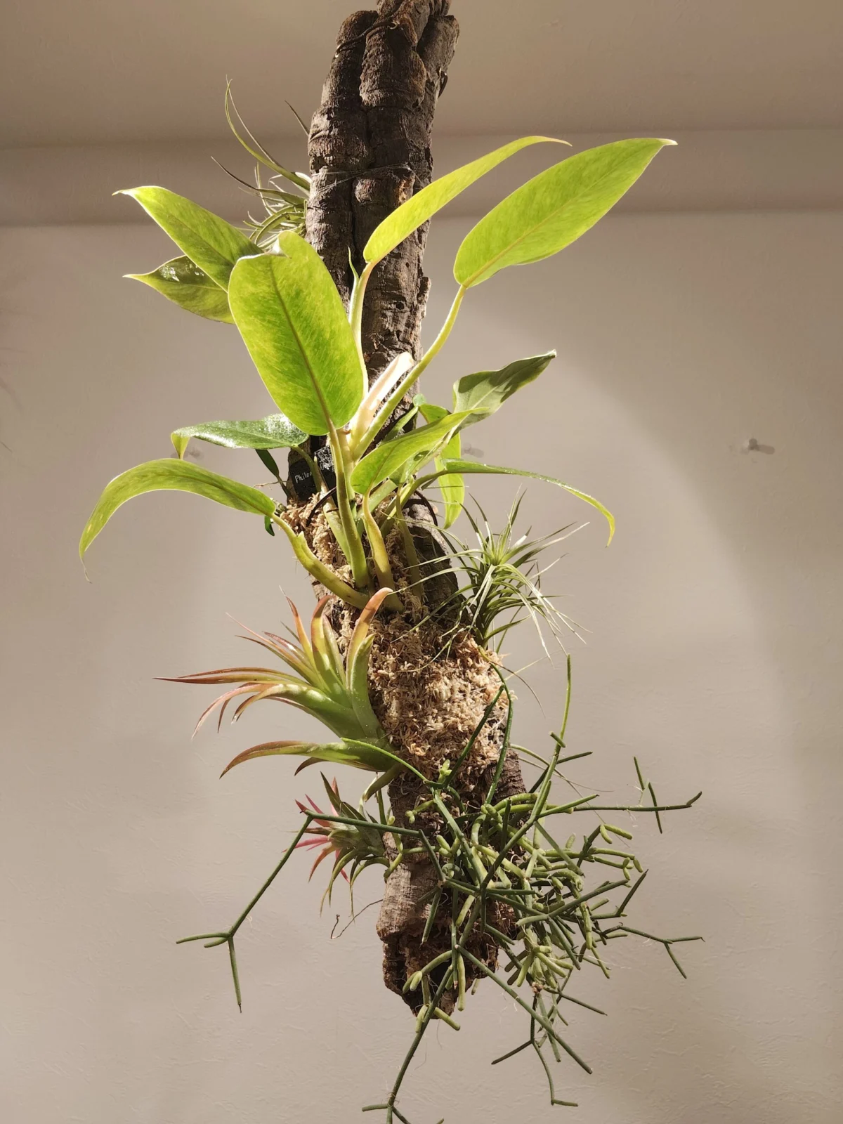 フィロデンドロン・カルキンスゴールド　ティランジアを添えて　