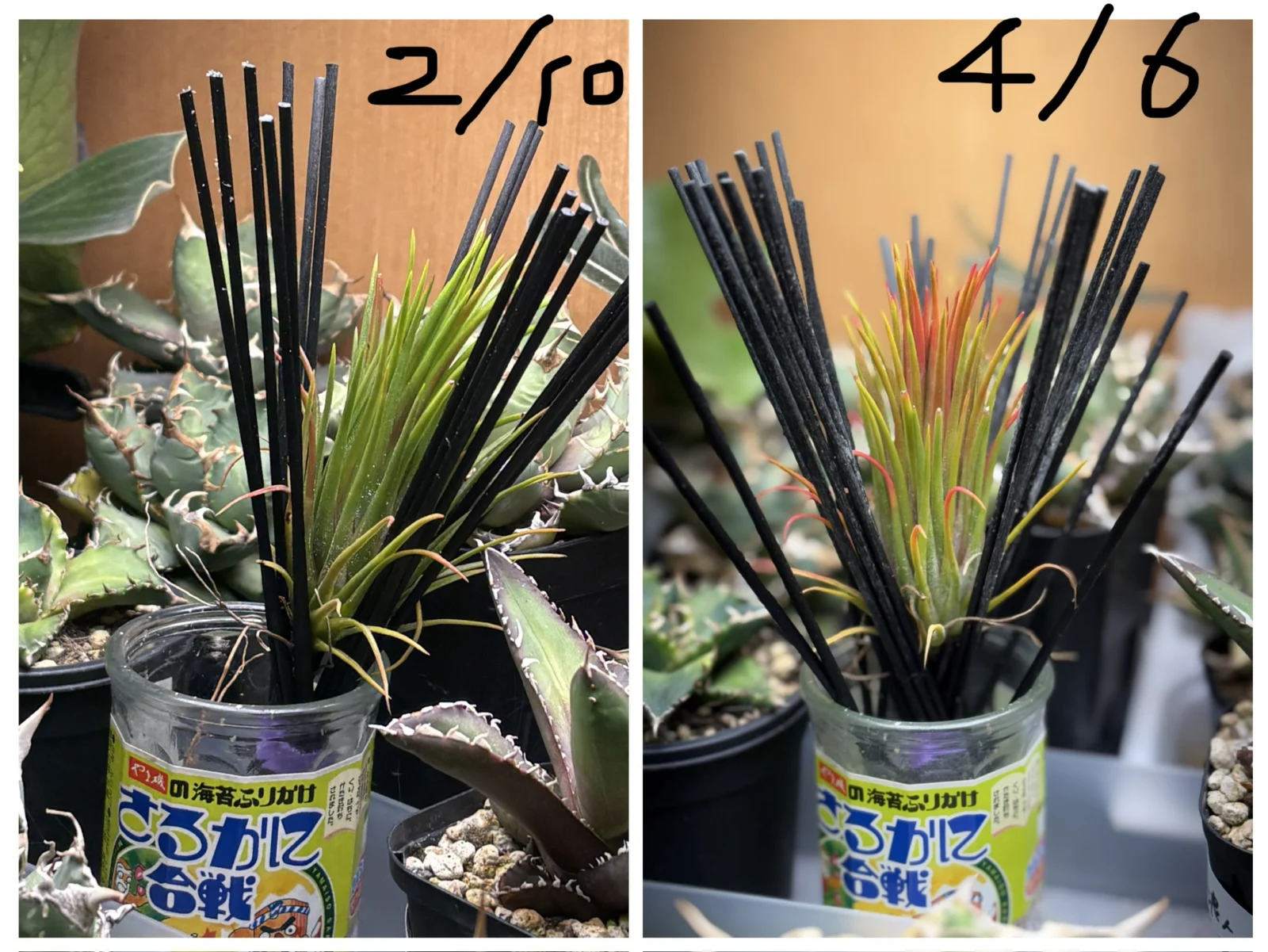 ティランジア　イオナンタ　フエゴ　キクエ　その後