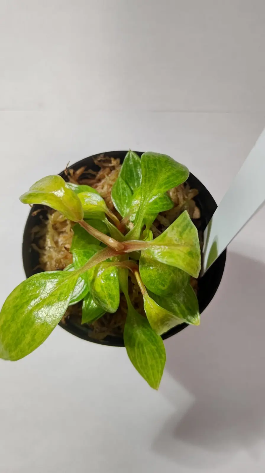 フィロデンドロン ペインテッド レディ