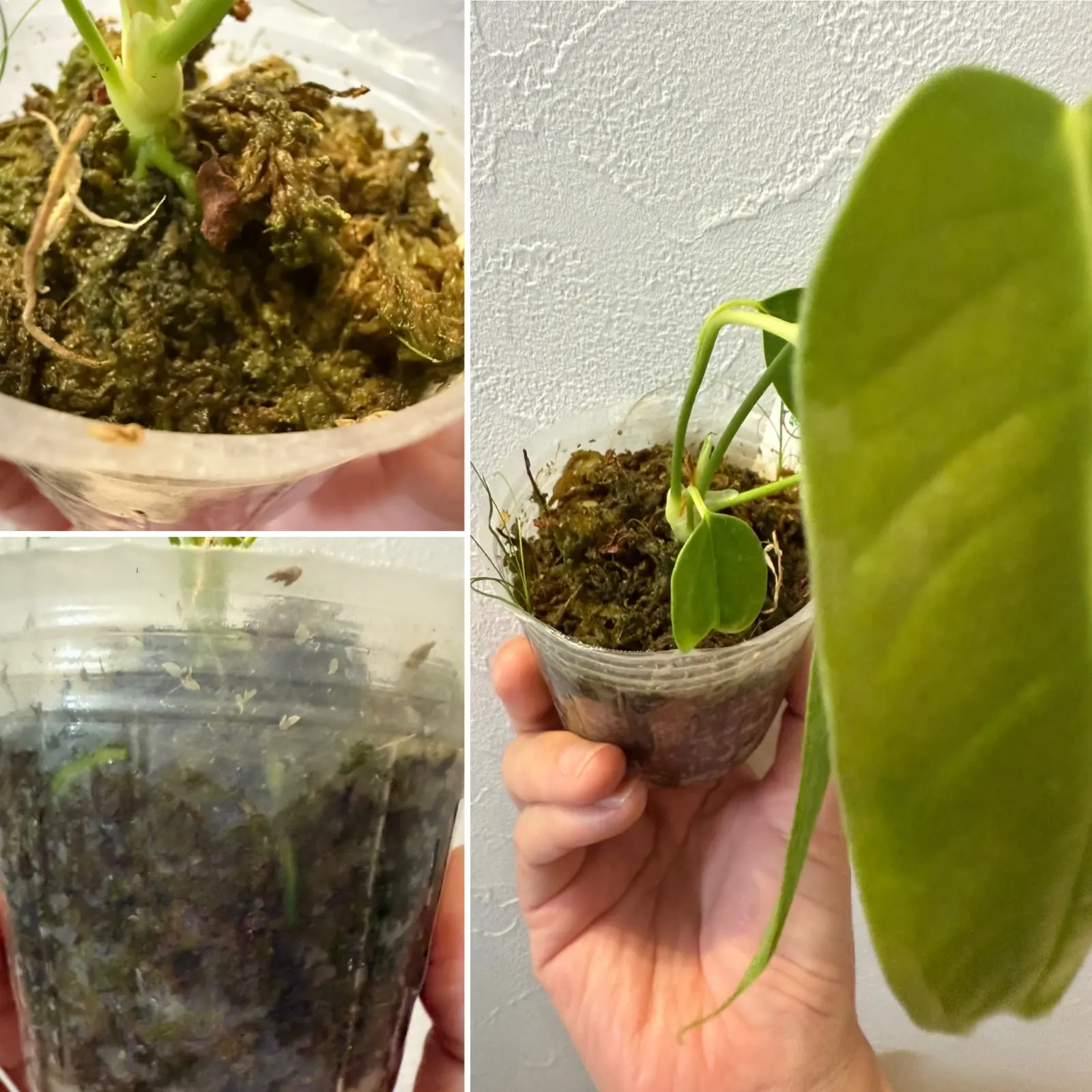 アンスリウム　ベイチー