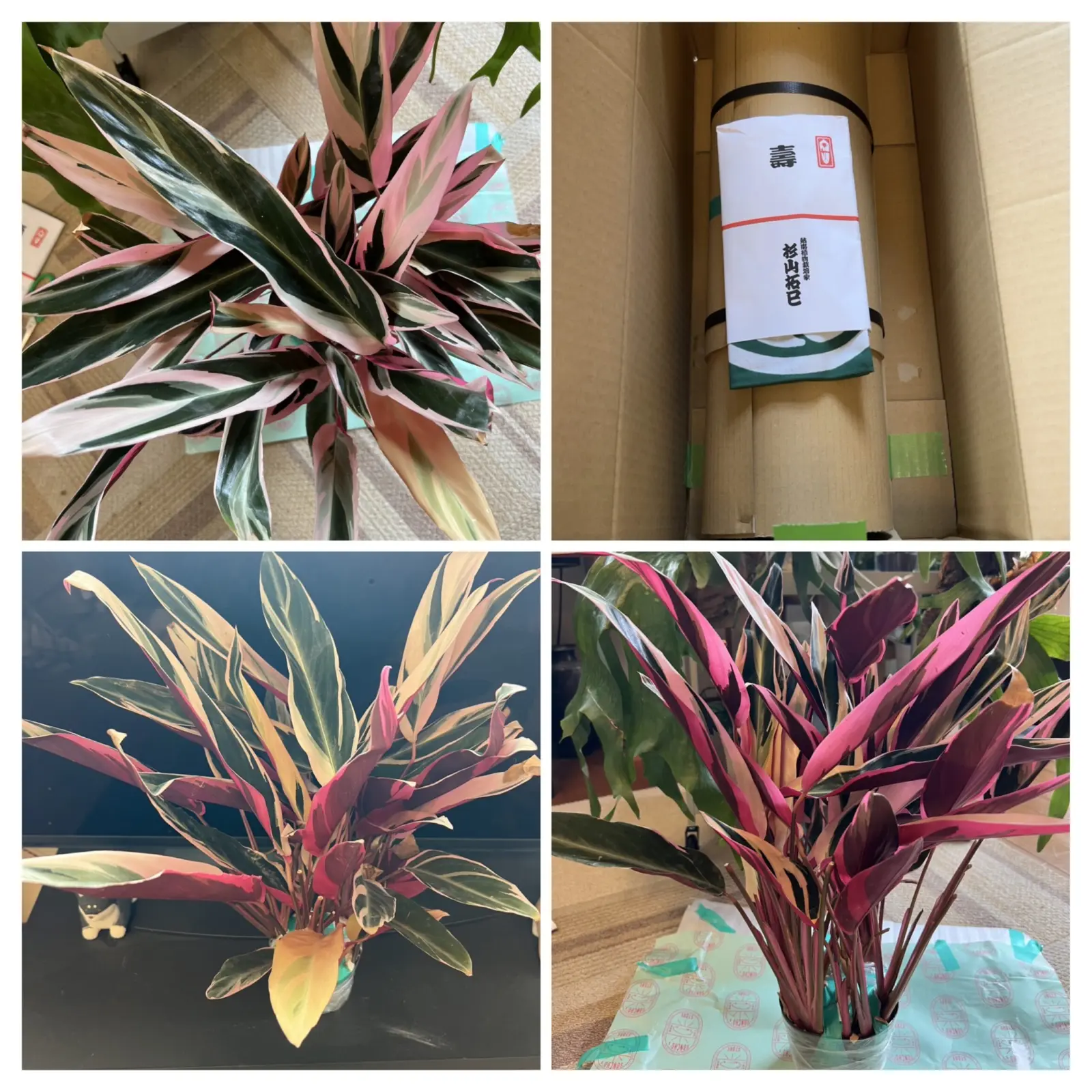 ストロマンテ トリオスター