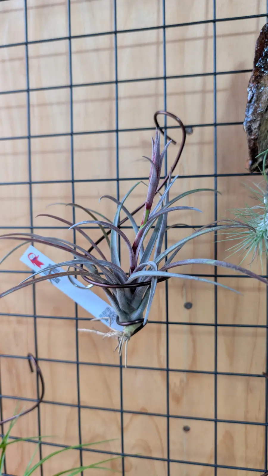 ティランジア カピタータ ドミンゲンシス