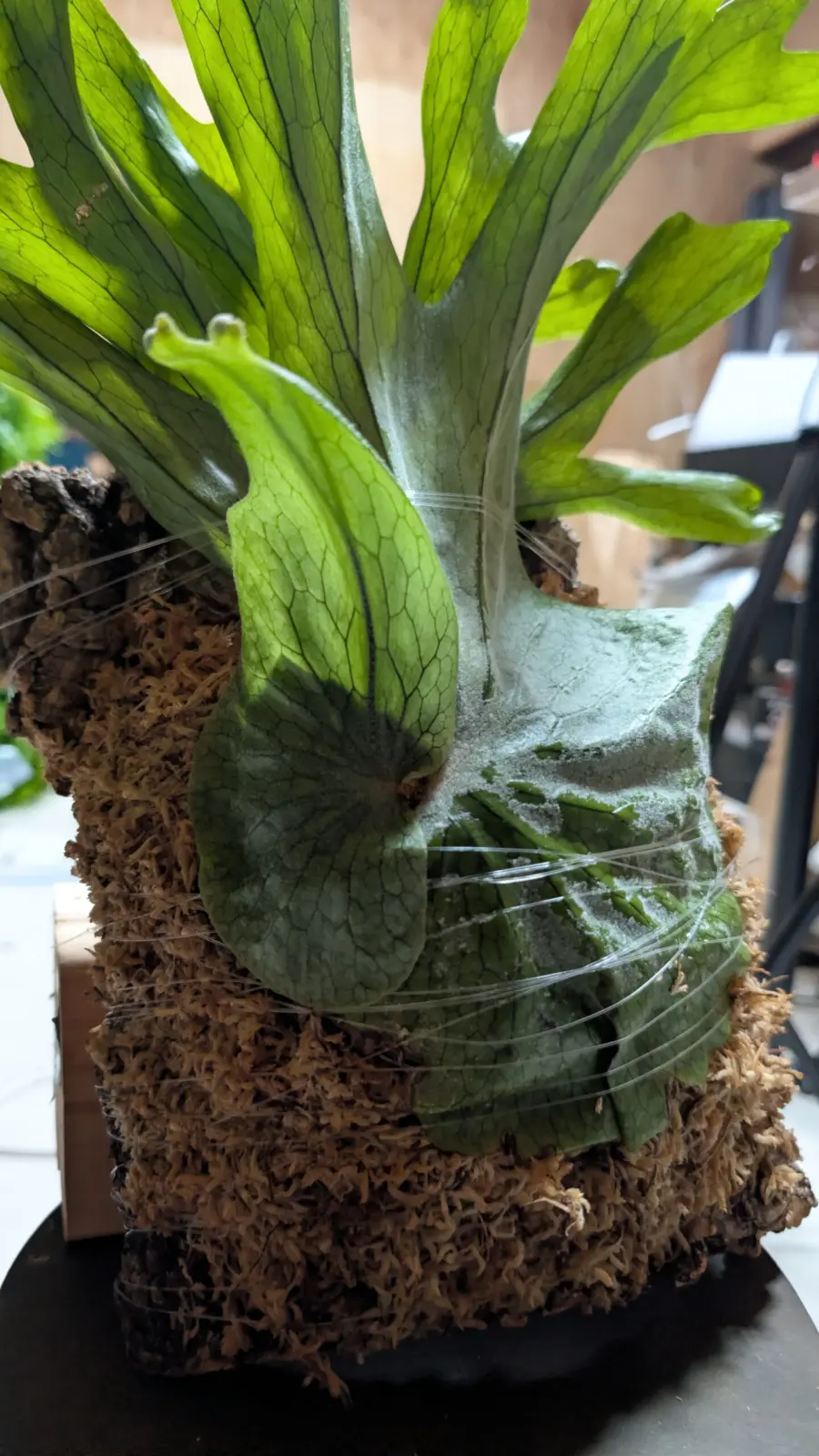 ビカクシダ / スパーバム