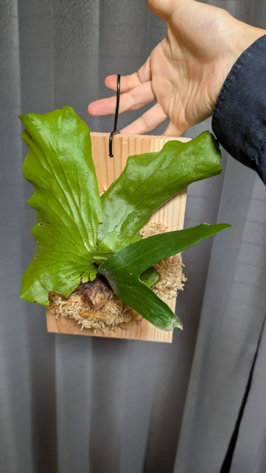 ビカクシダ　ステマリア