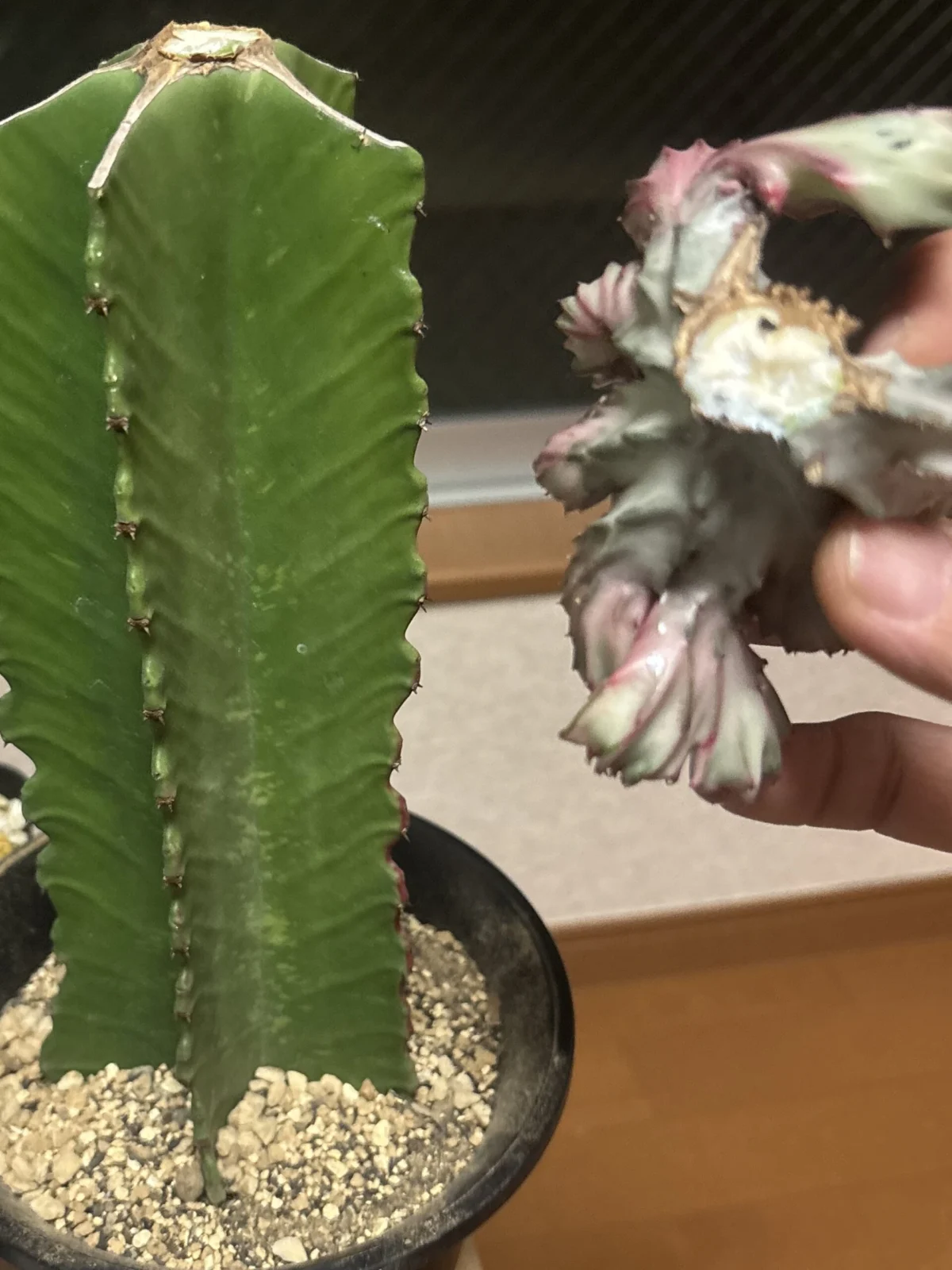 多肉植物 ユーフォルビア ラクテア 綴化 マハラジャ 事故