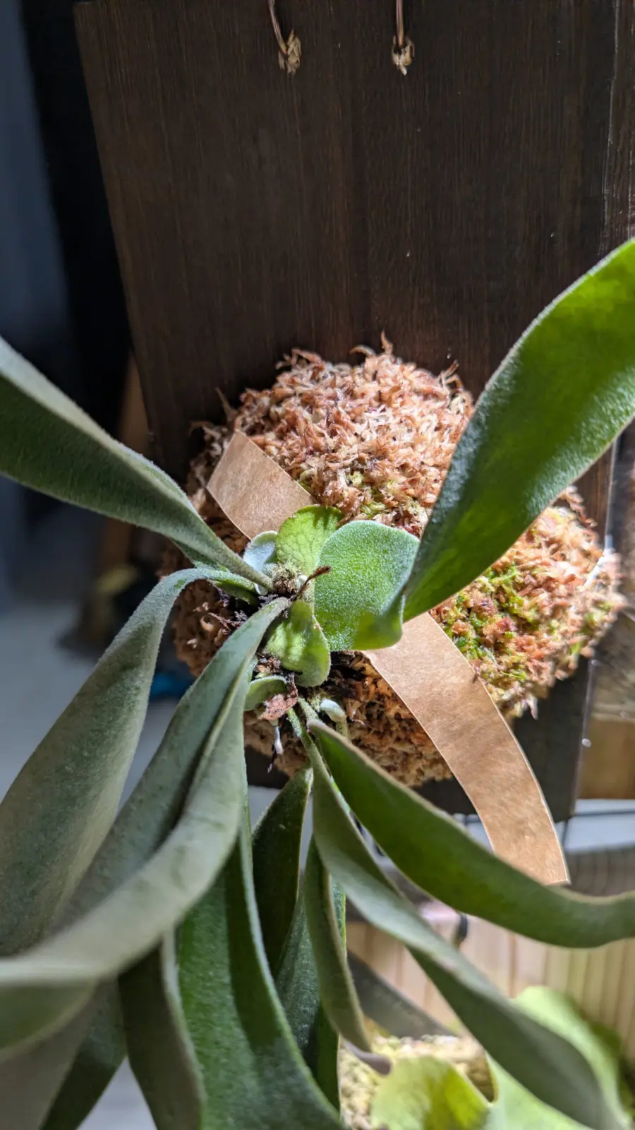 ビカクシダ　ヴィーチー