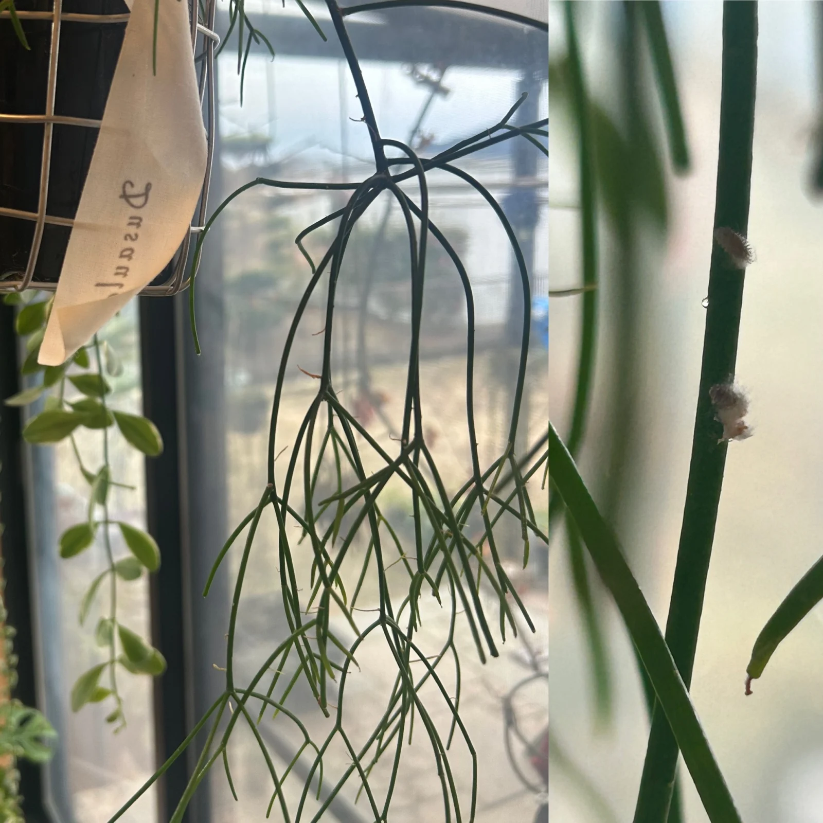 リプサリス　カスッサ　カイガラムシ