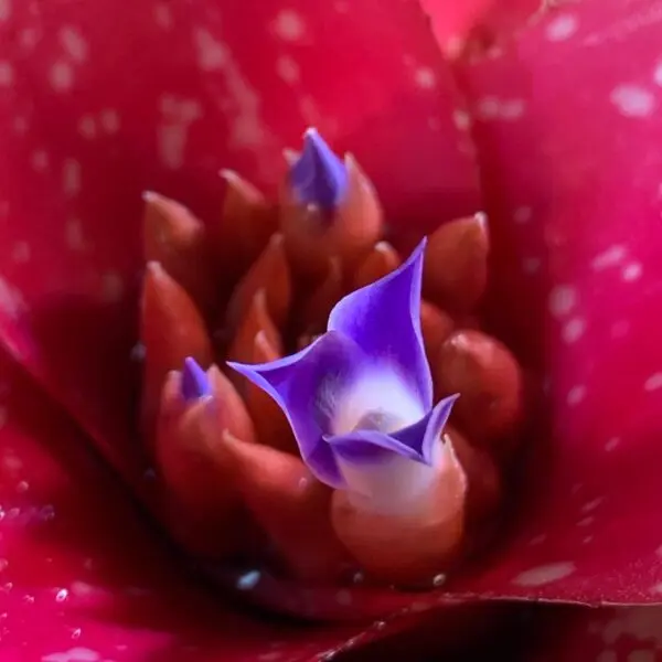 ネオレゲリア ピグレット 花
