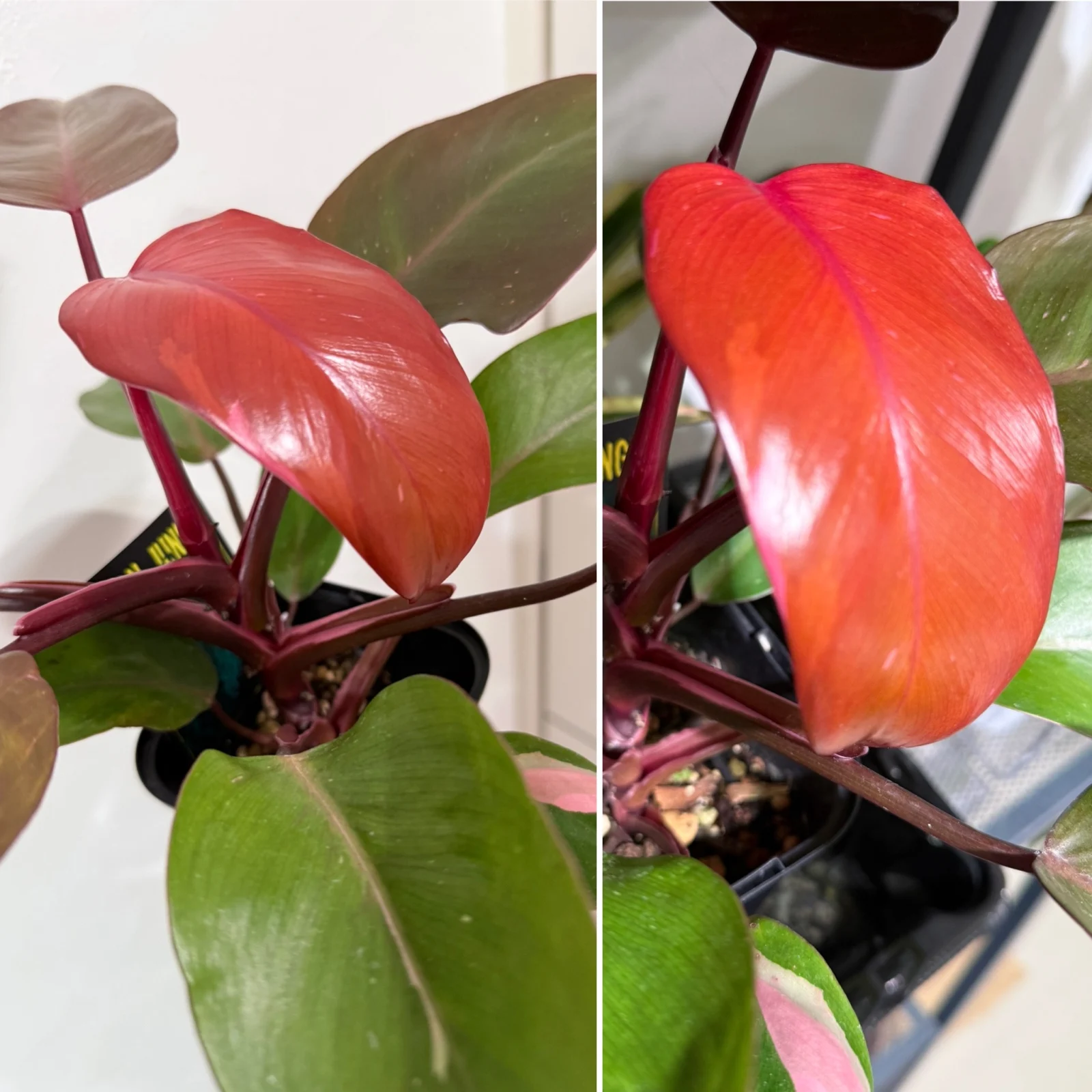 フィロデンドロン 柿色プリンセス