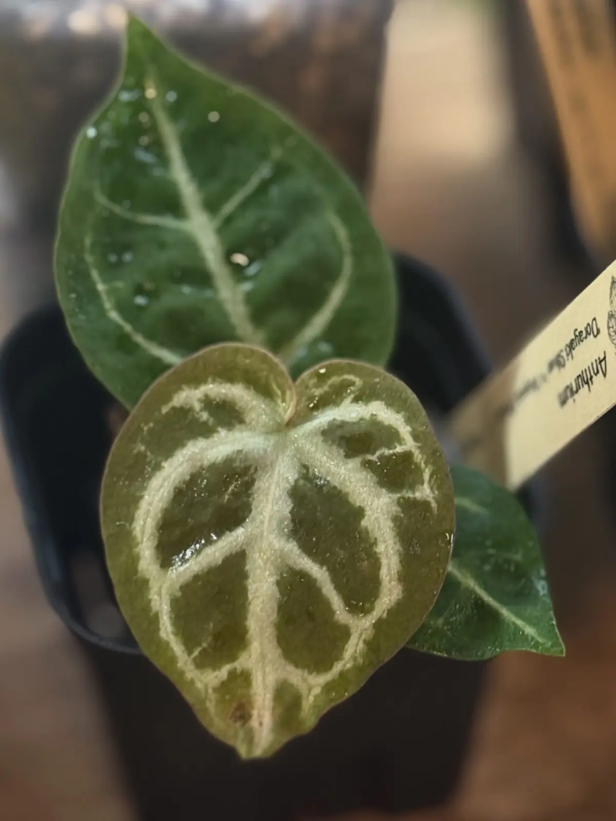 アンスリウム (ドラヤキシルバー × エンジェルズドリーム) × レッドクリスタリナム