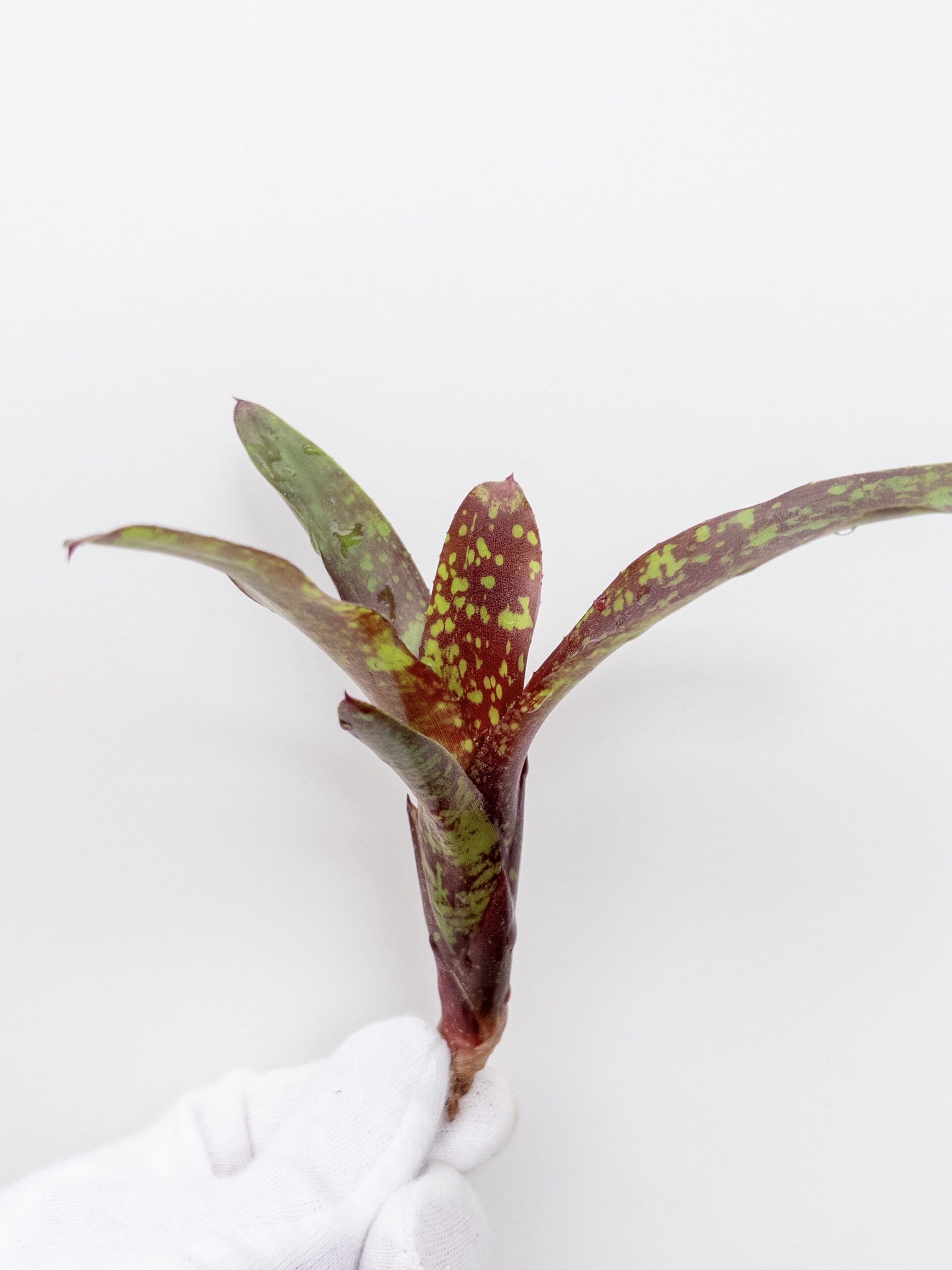 ネオレゲリア リリープー