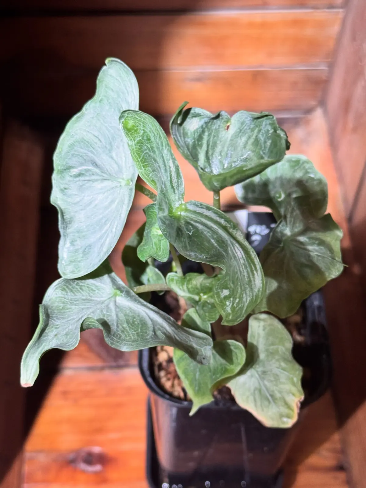 アロカシア ホーリーグレイル