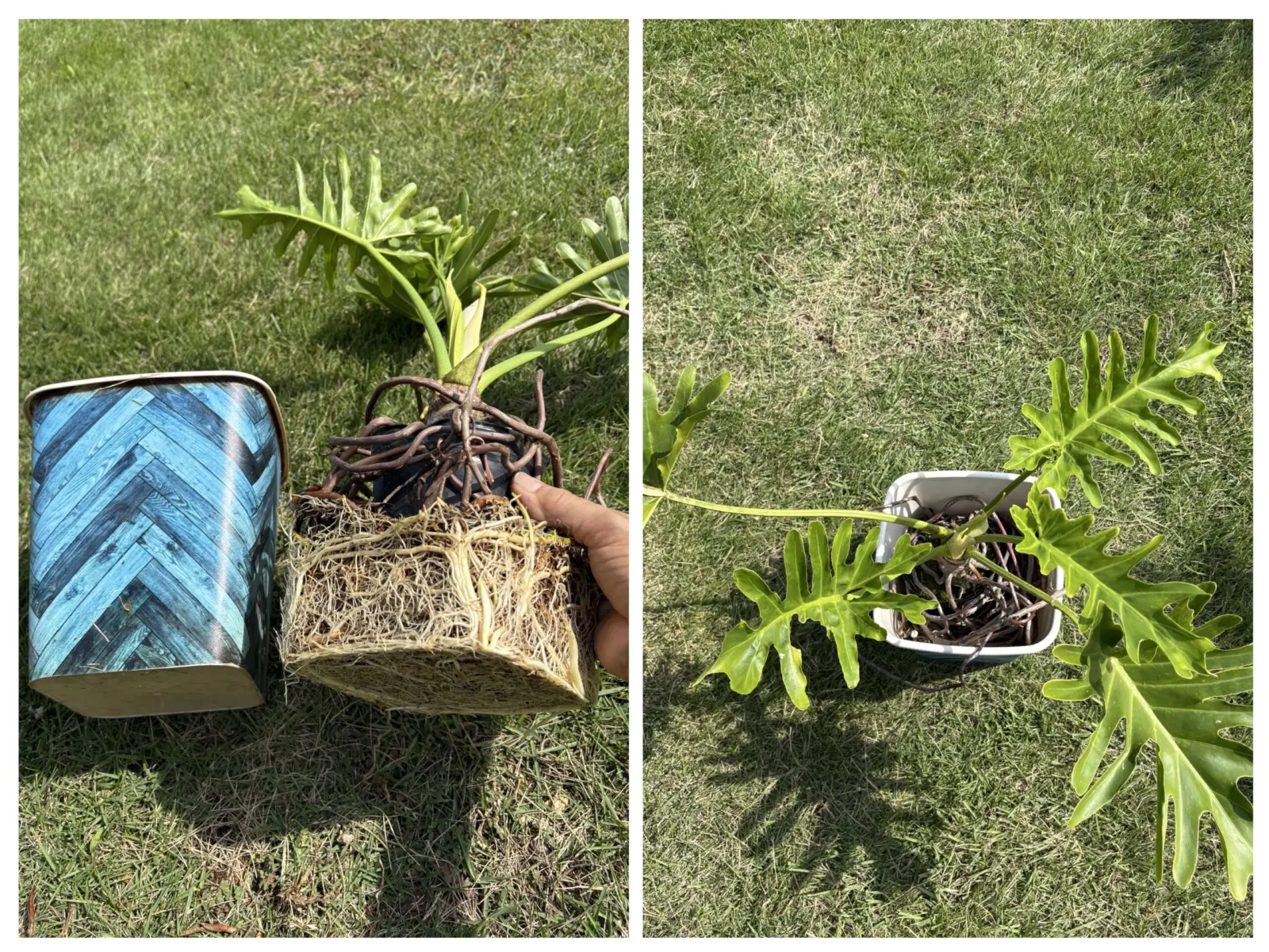 フィロデンドロン　セローム　根鉢仕立て