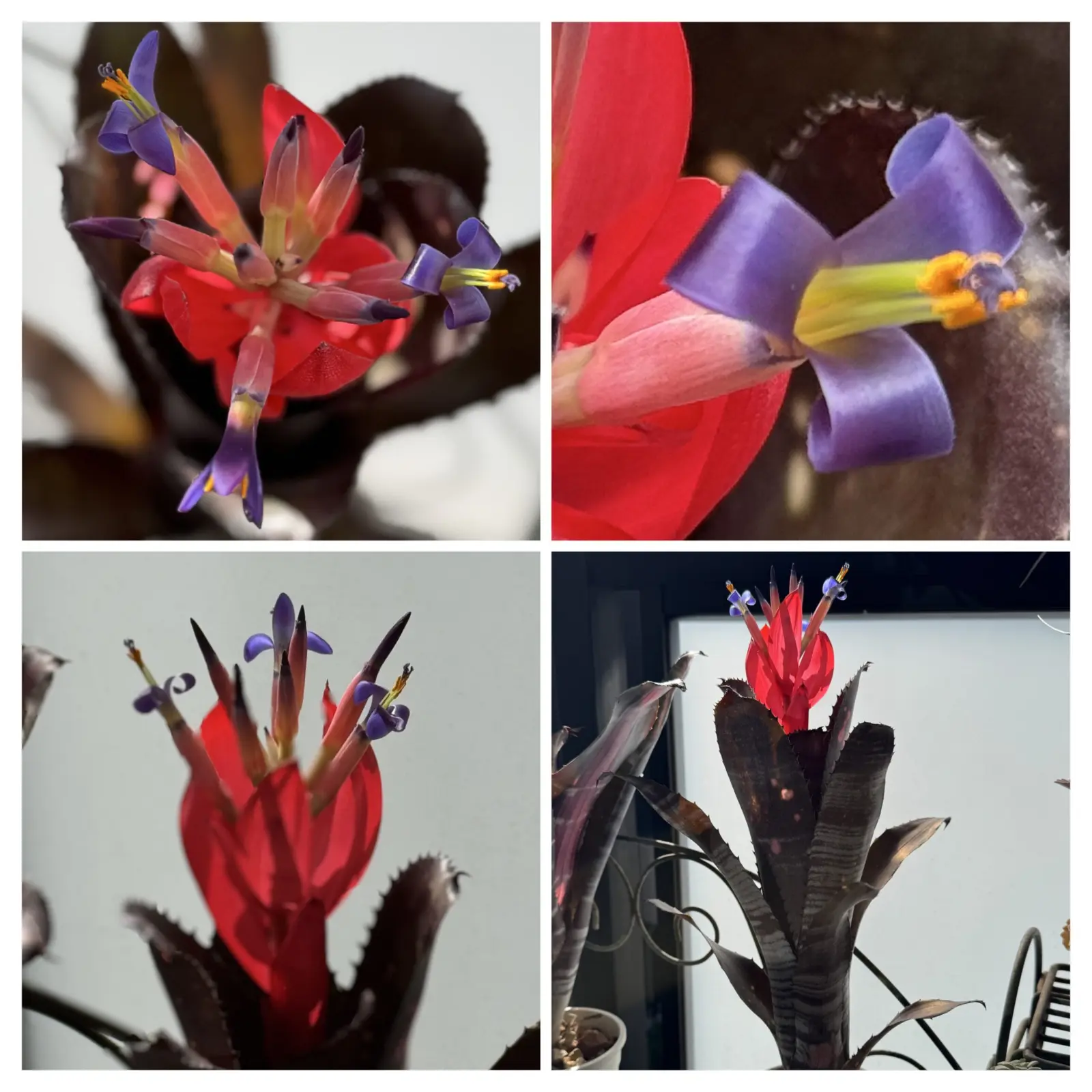 ビルベルギア スモークスタック