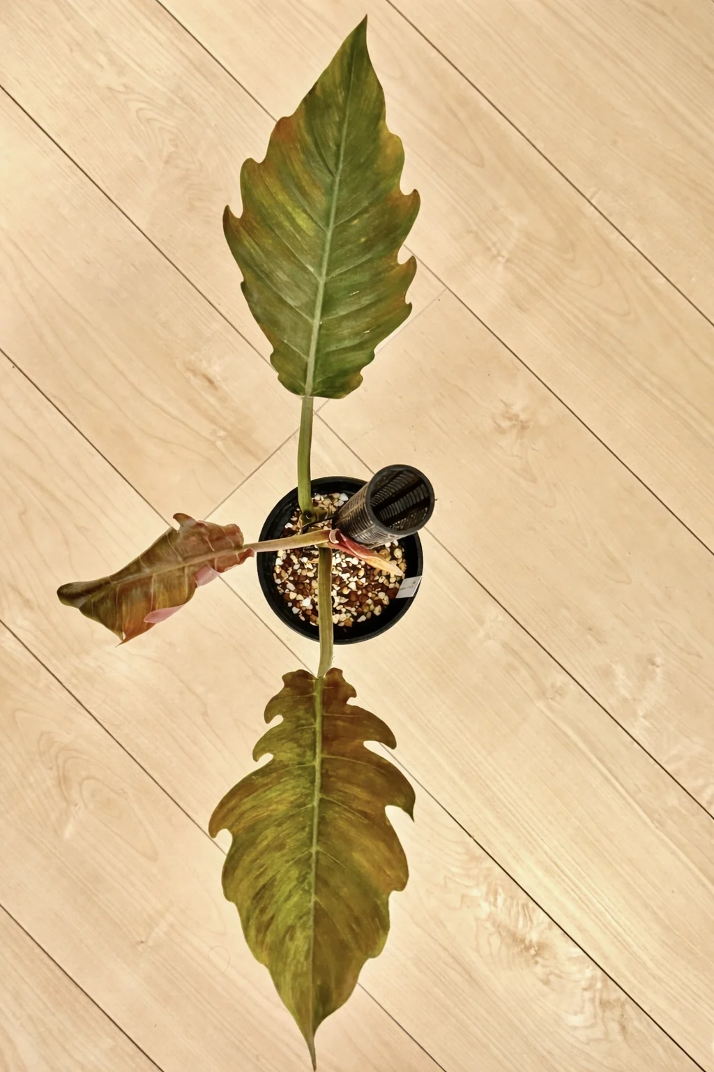 フィロデンドロン キャラメルマーブル