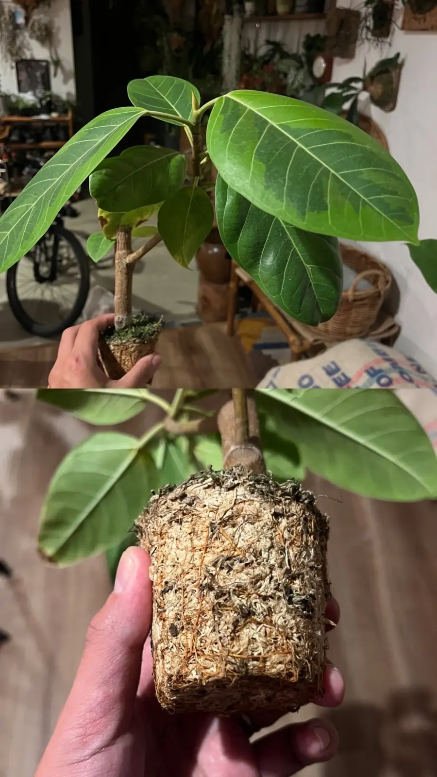 フィカス アルテシマ　100均