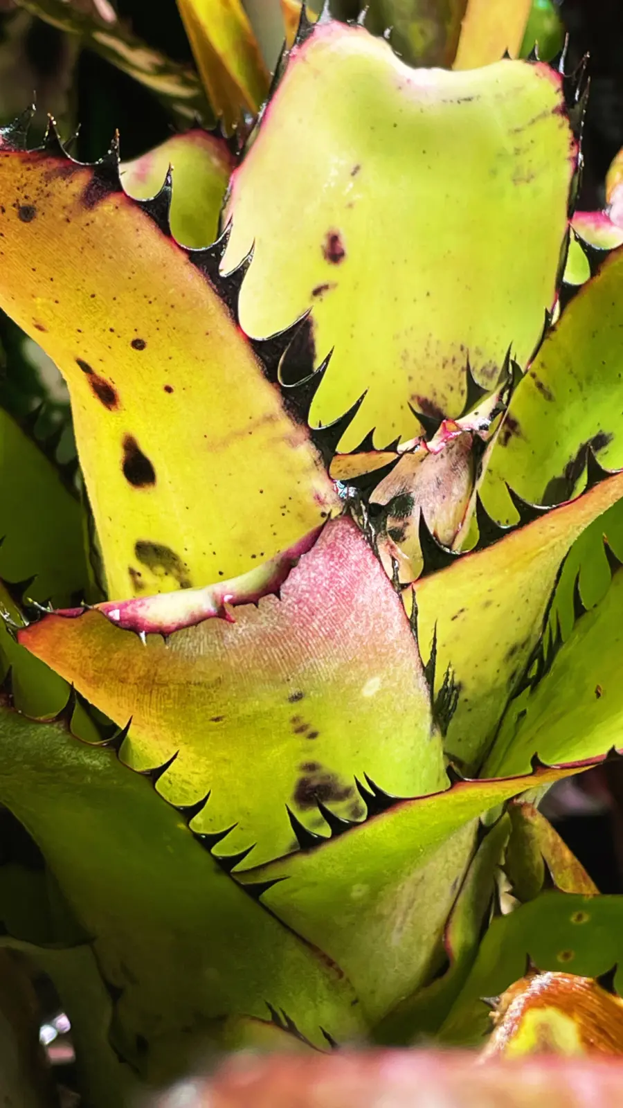 ビルベルギア サンデリアナ