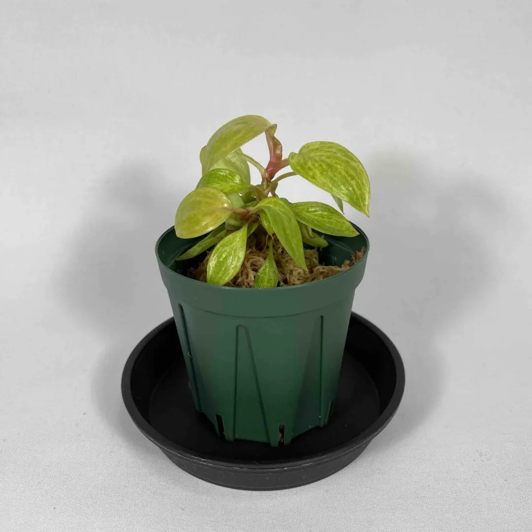 フィロデンドロン　ペインテッドレディ