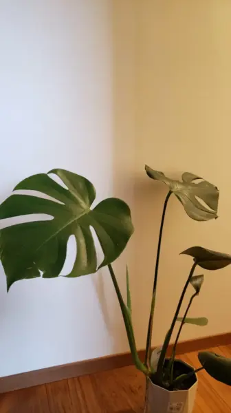 モンステラ　デリシオーサ