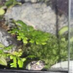 くさおのアバター