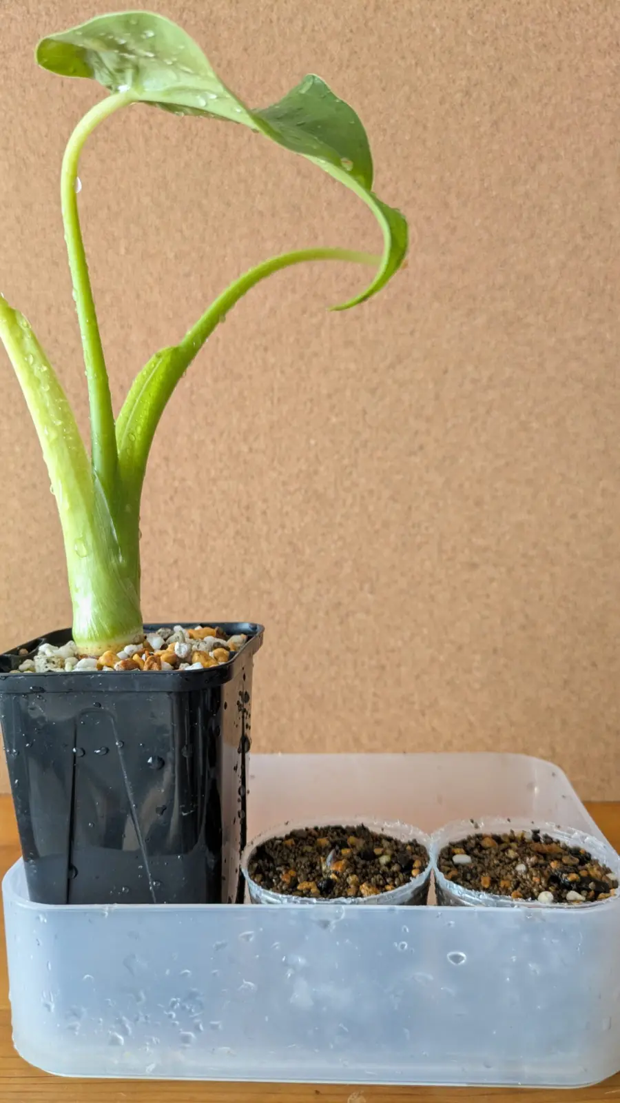 クワズイモ　100均