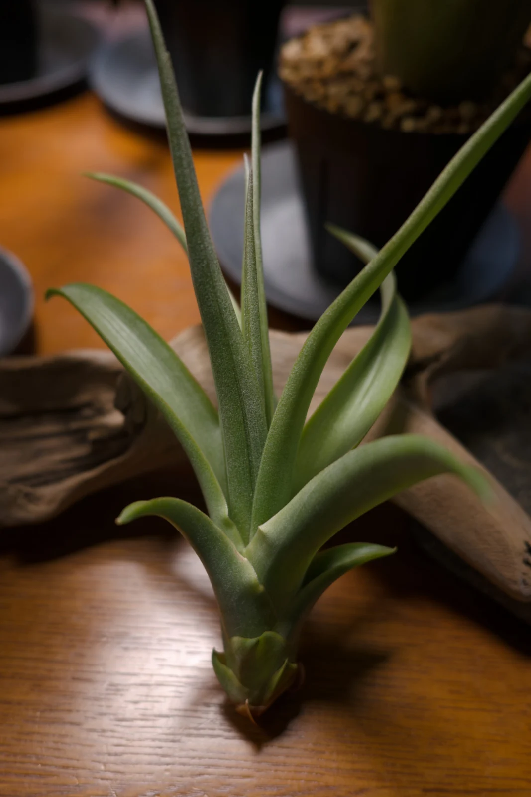 ８万人記念ガチャ　ティランジア　札落ち