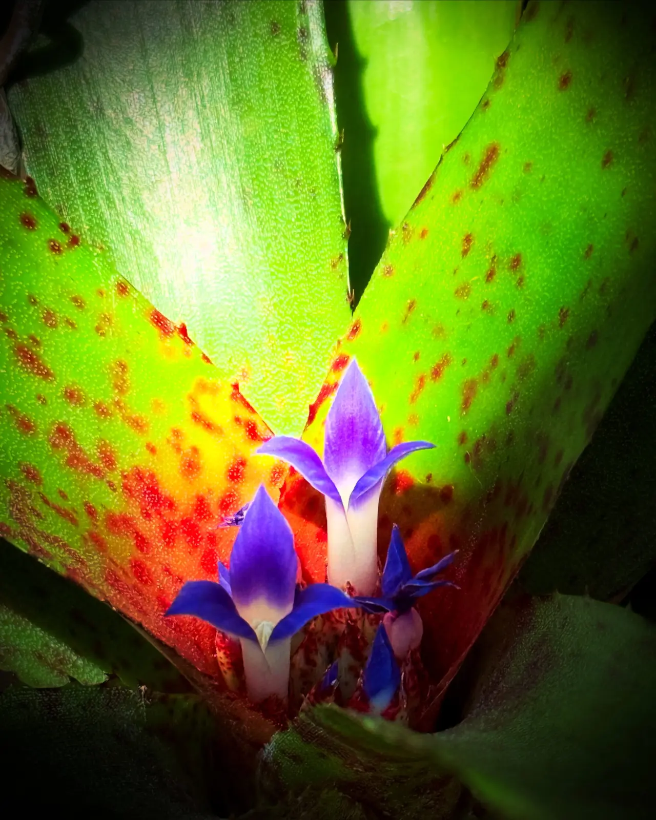 ネオレゲリア　オーストラリアンペッパー