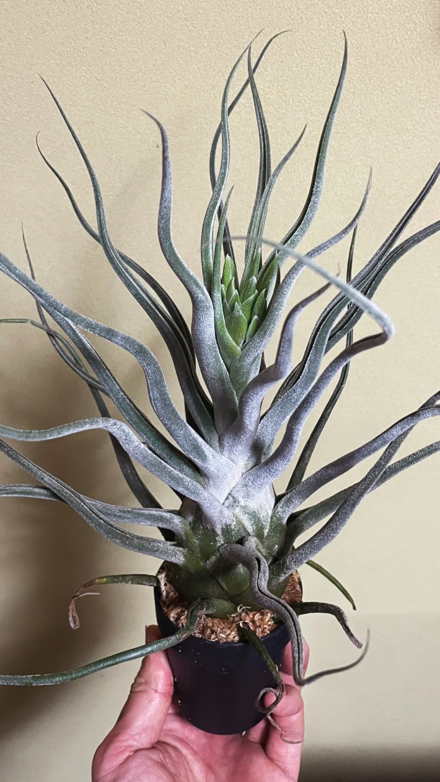 ティランジア　ティーワイ