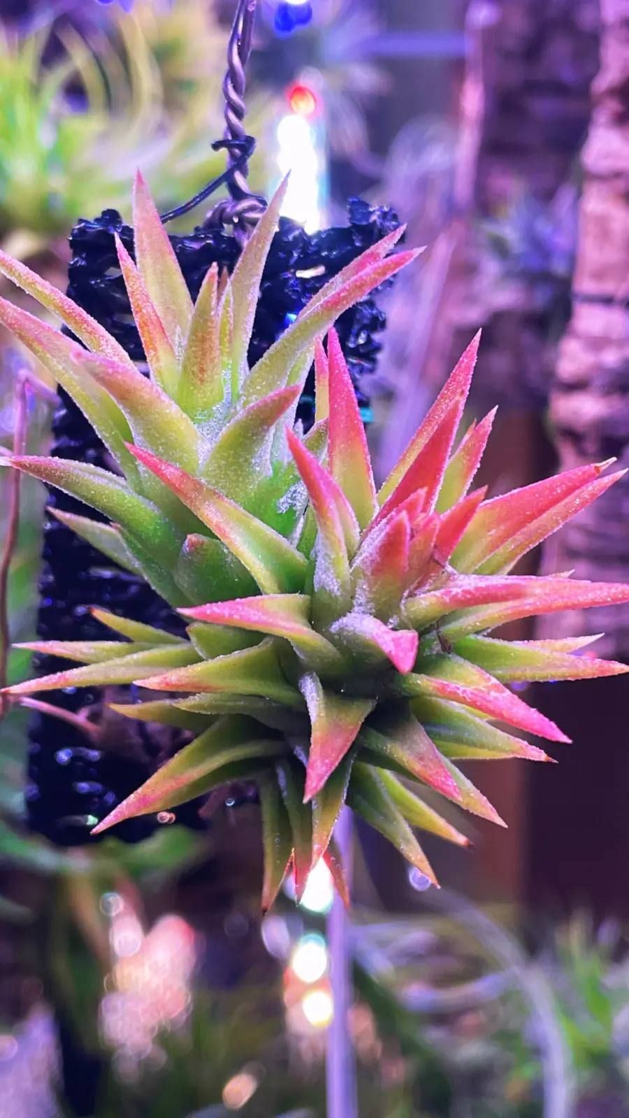 ティランジア　イオナンタ　バンハイニンギー　HR1000