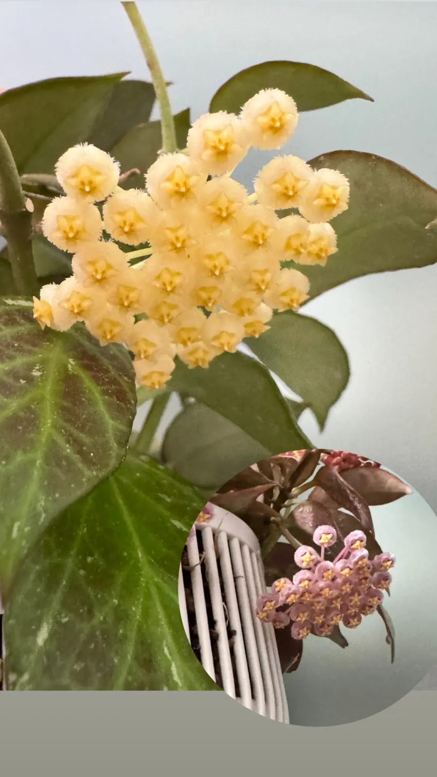 ホヤ　オブスクラ　花色が変わった