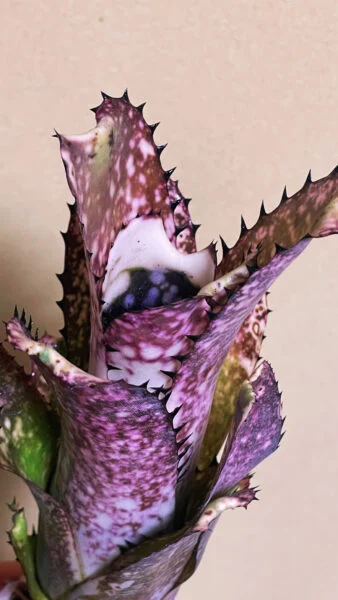 ビルベルギア　カハカイ
