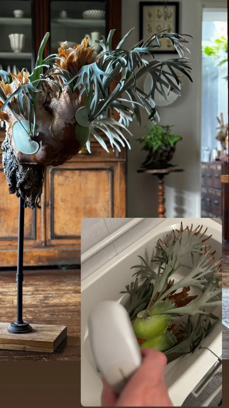 ビカクシダ　ビフルカツム　ホワイトHK