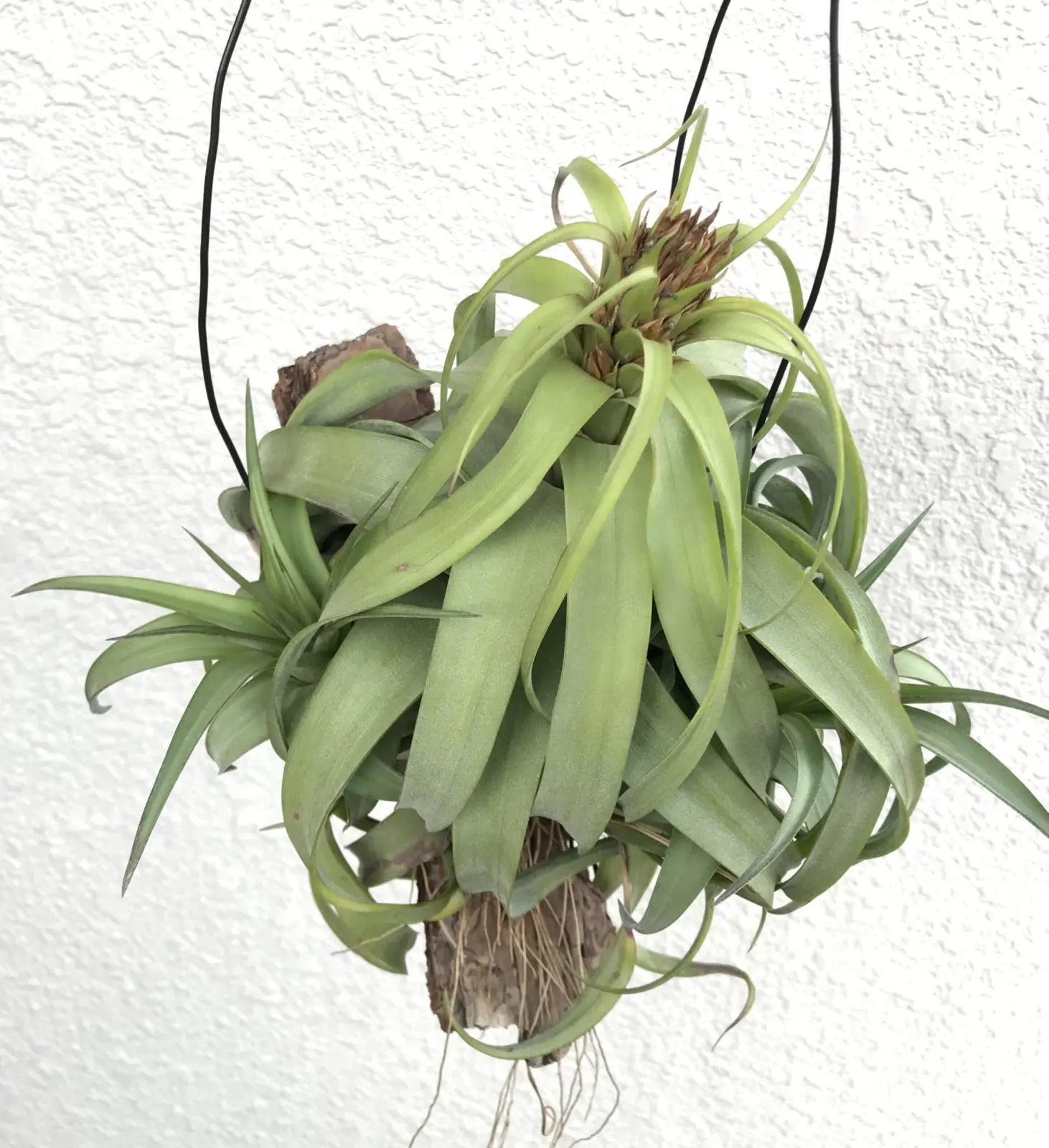 ティランジア エリックノブロック　子株２つ付き