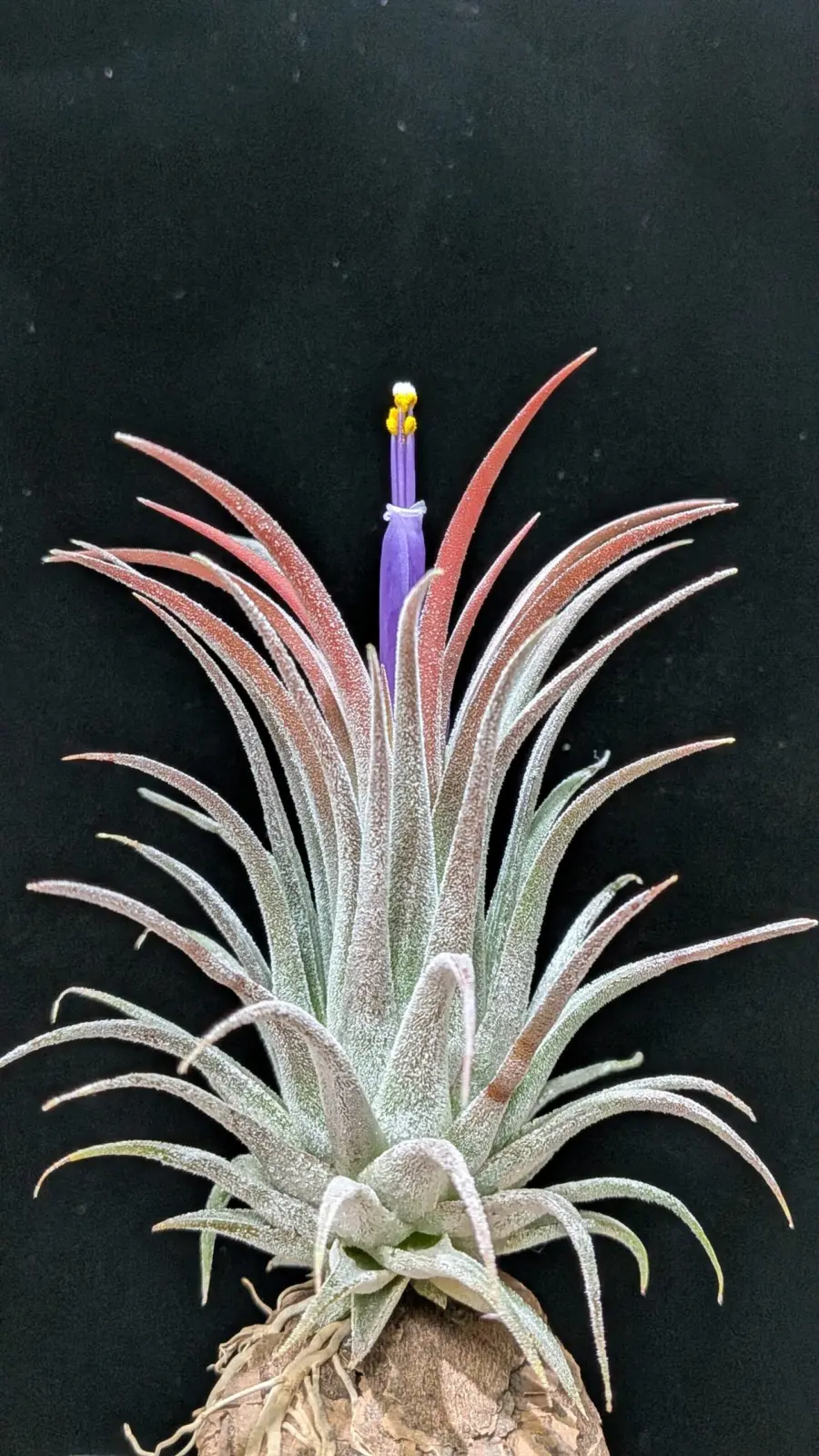 ティランジア イオナンタ トールベルベット