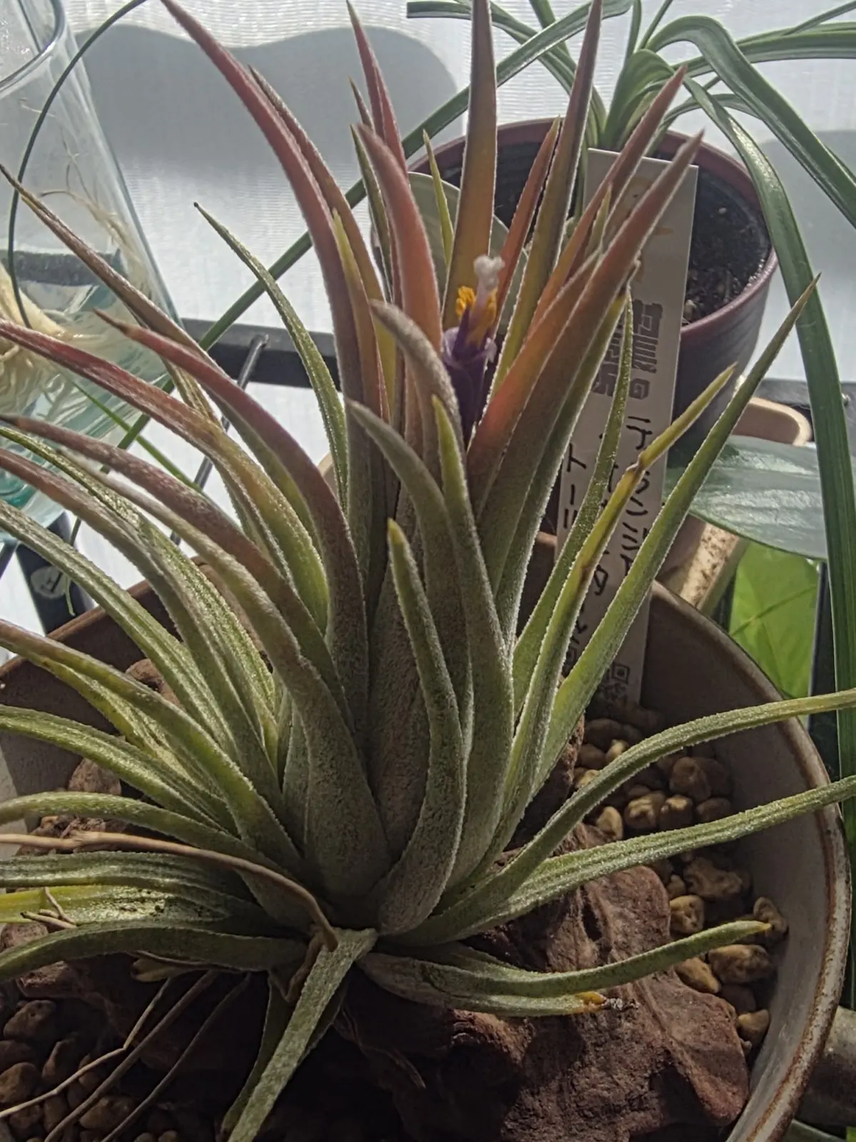 ティランジア イオナンタ トールベルベット