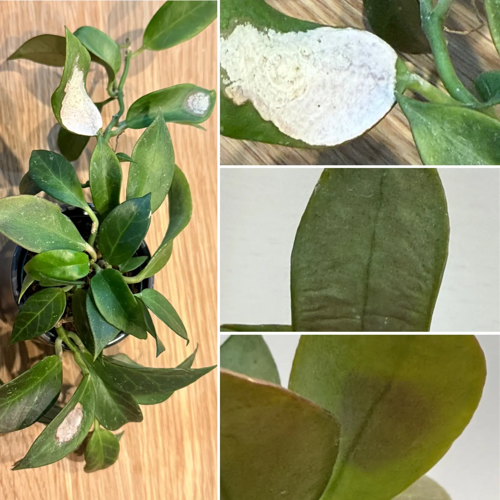 ホヤ　オブスクラ