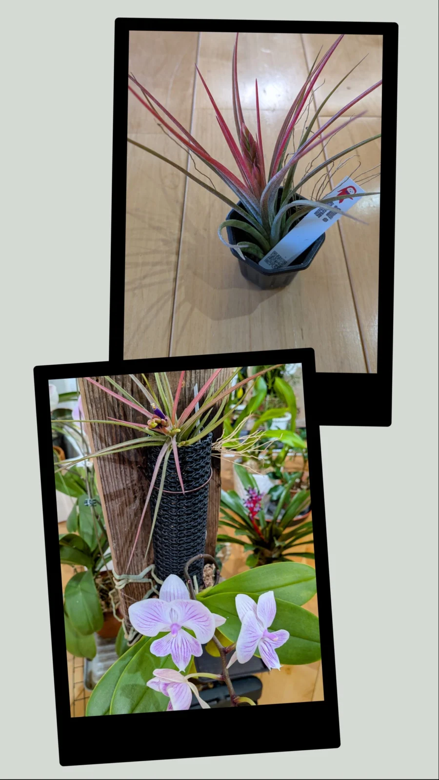 #チランジア #カリファノ #ミニ胡蝶蘭